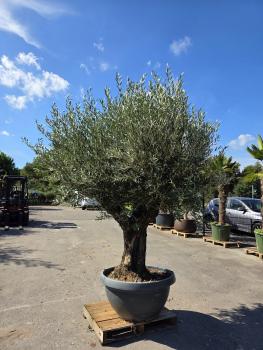 Preview: Olivenbaum Hojiblanca  250 cm -  (ca. 100 Jährig) dickem Stamm - Nr.231