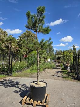 Pinus-nigra-Schwarzkiefer-Nr5