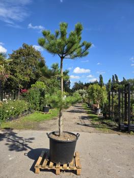 Pinus-nigra-Schwarzkiefer-Nr4