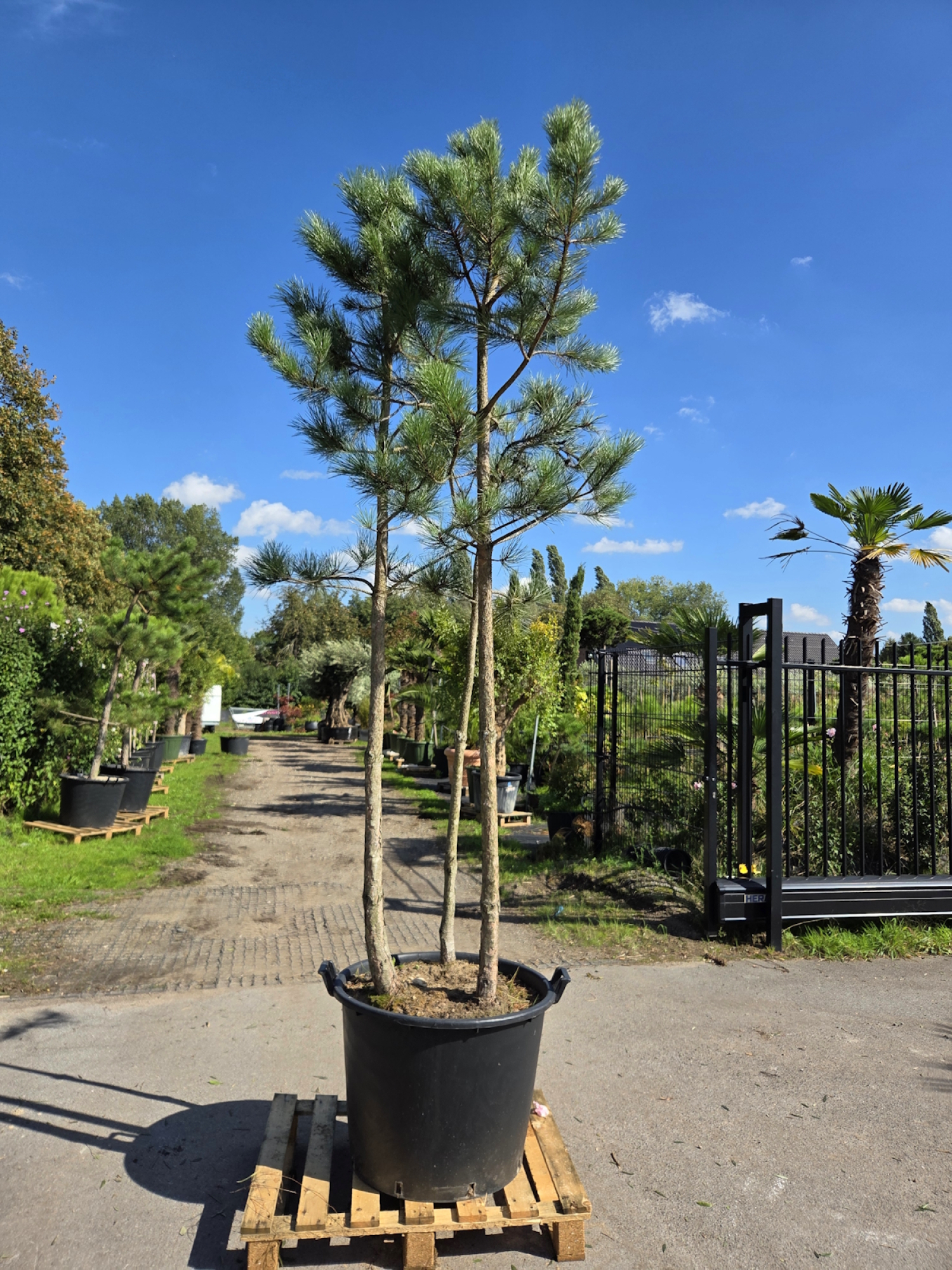 Pinus-nigra-Schwarzkiefer-Nr3
