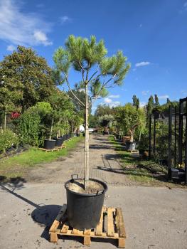 Pinus-Pinea-Nr-1