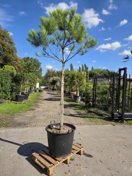 Pinus-Pinea-Nr-2