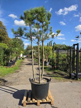 Pinus-nigra-Schwarzkiefer-Nr2