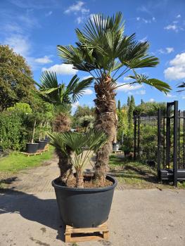 Hanfpalme-Trachycarpus-Wagnerianus-38