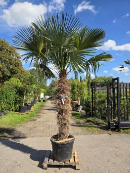 Trachycarpus-Fortunei-39