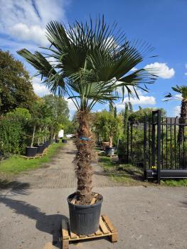 Trachycarpus-Fortunei-41