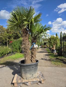 Trachycarpus-Fortunei-42