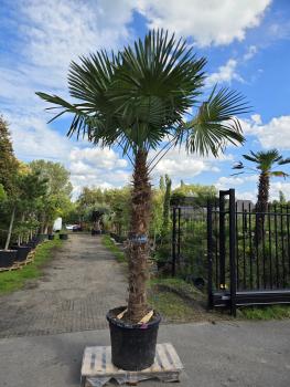 Trachycarpus-Fortunei-43
