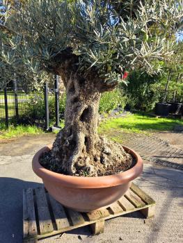 Preview: Knorriger Olivenbaum Hojiblanca 180 cm -  genau diesen - Nr.236