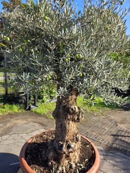 Preview: Knorriger Olivenbaum Hojiblanca 190 cm -  genau diesen - Nr.237