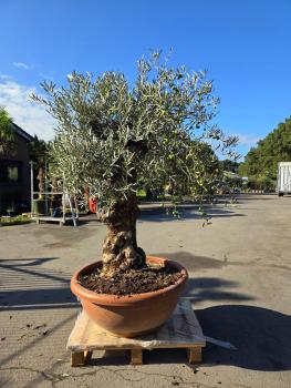 Preview: Knorriger Olivenbaum Hojiblanca 190 cm -  genau diesen - Nr.237
