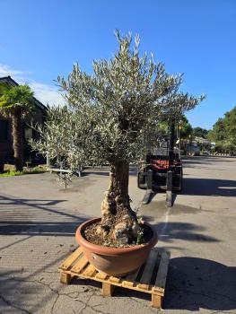 Preview: Knorriger Olivenbaum Hojiblanca 180 cm -  genau diesen - Nr.190