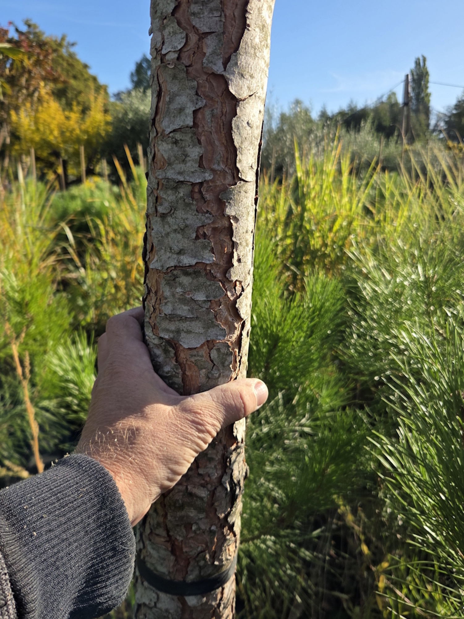 Preview: Pinus pinea 400 cm Mittelmeer - Schirmpinie - genau den im Bild Nr.3