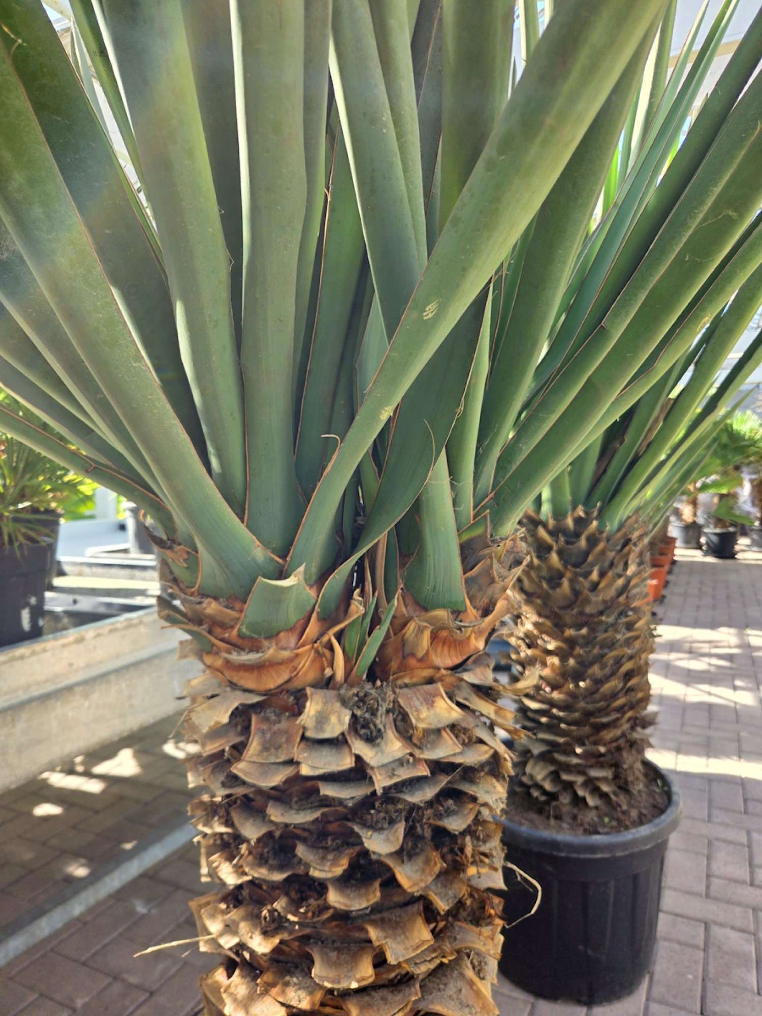 Preview: Yucca treculeana 190 cm 2 köpfige (Spanischer Dolch) Nr.1