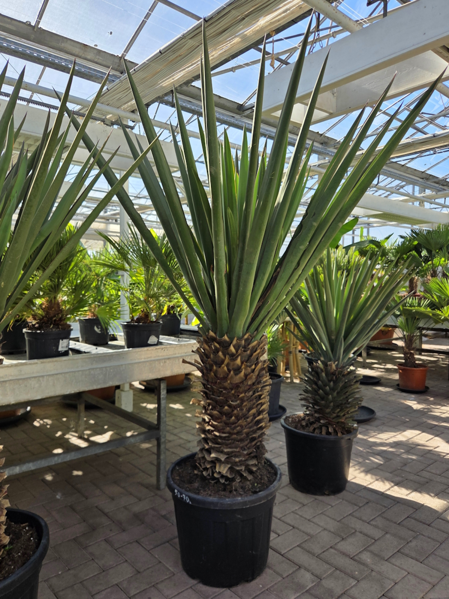 Yucca treculeana 200 cm (Spanischer Dolch) Nr.2