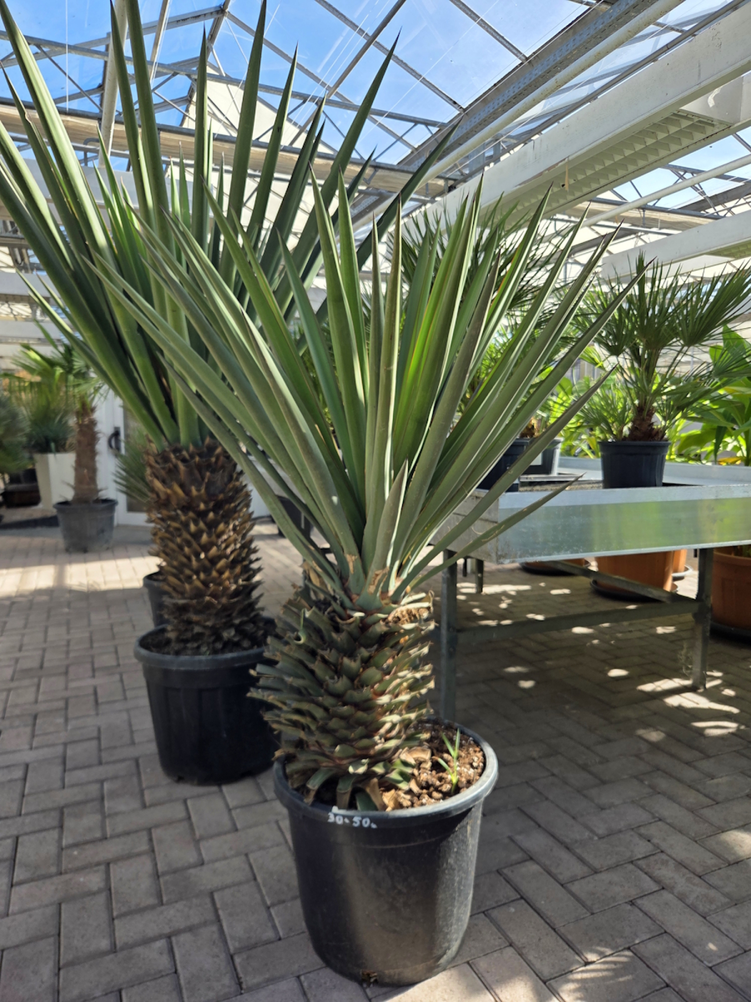 Yucca-treculeana-Nr3