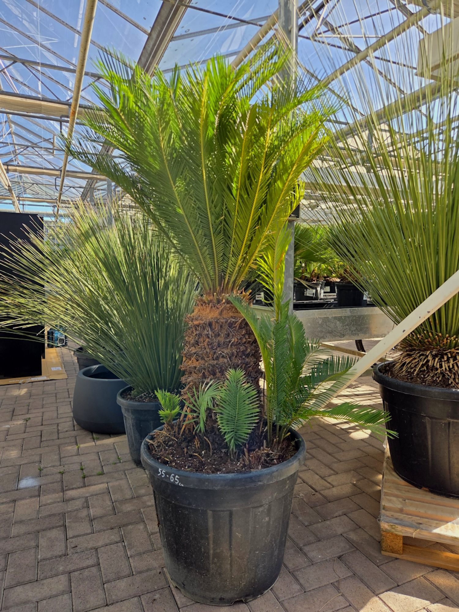 Cycas Revoluta 170 cm - Palmfarn - Japanische Sagopalme Nr.1