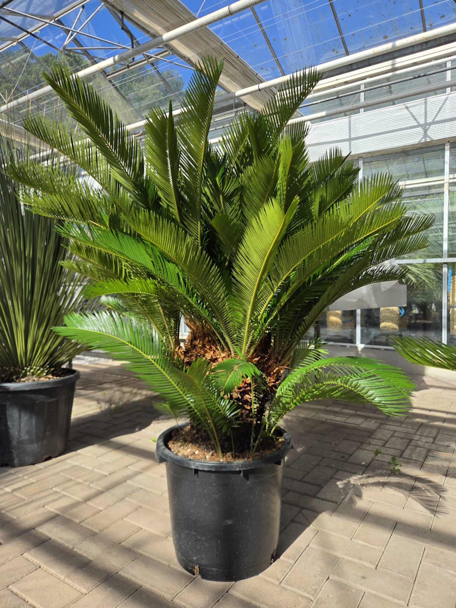 Cycas Revoluta 130 cm - mit neun köpfen - Japanische Sagopalme Nr.2
