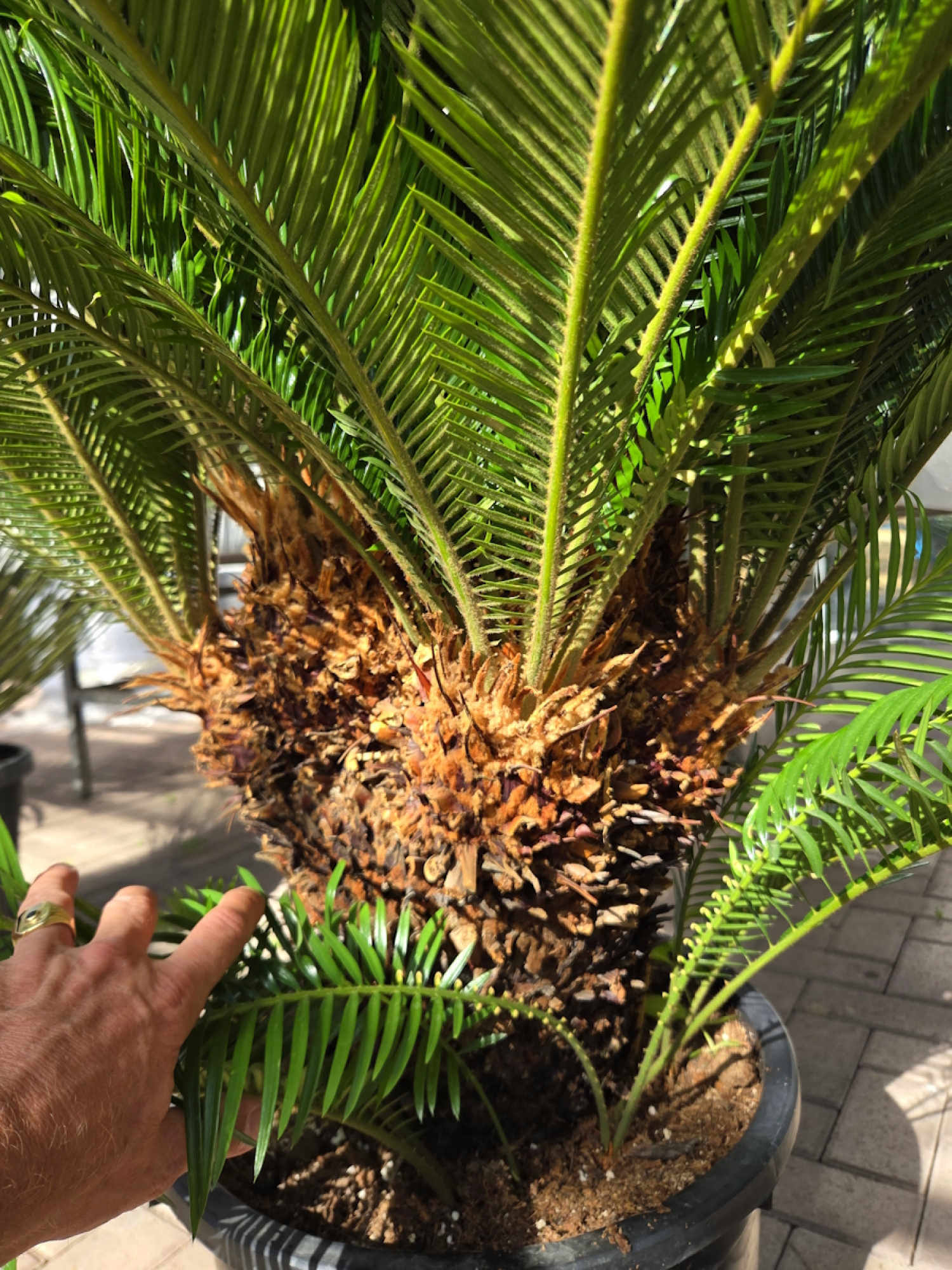 Preview: Cycas Revoluta 130 cm - mit neun köpfen - Japanische Sagopalme Nr.2