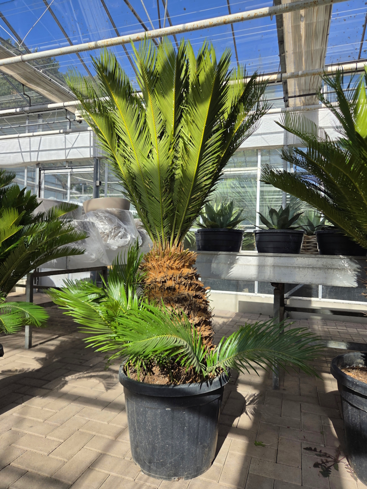 Cycas-Revoluta-3