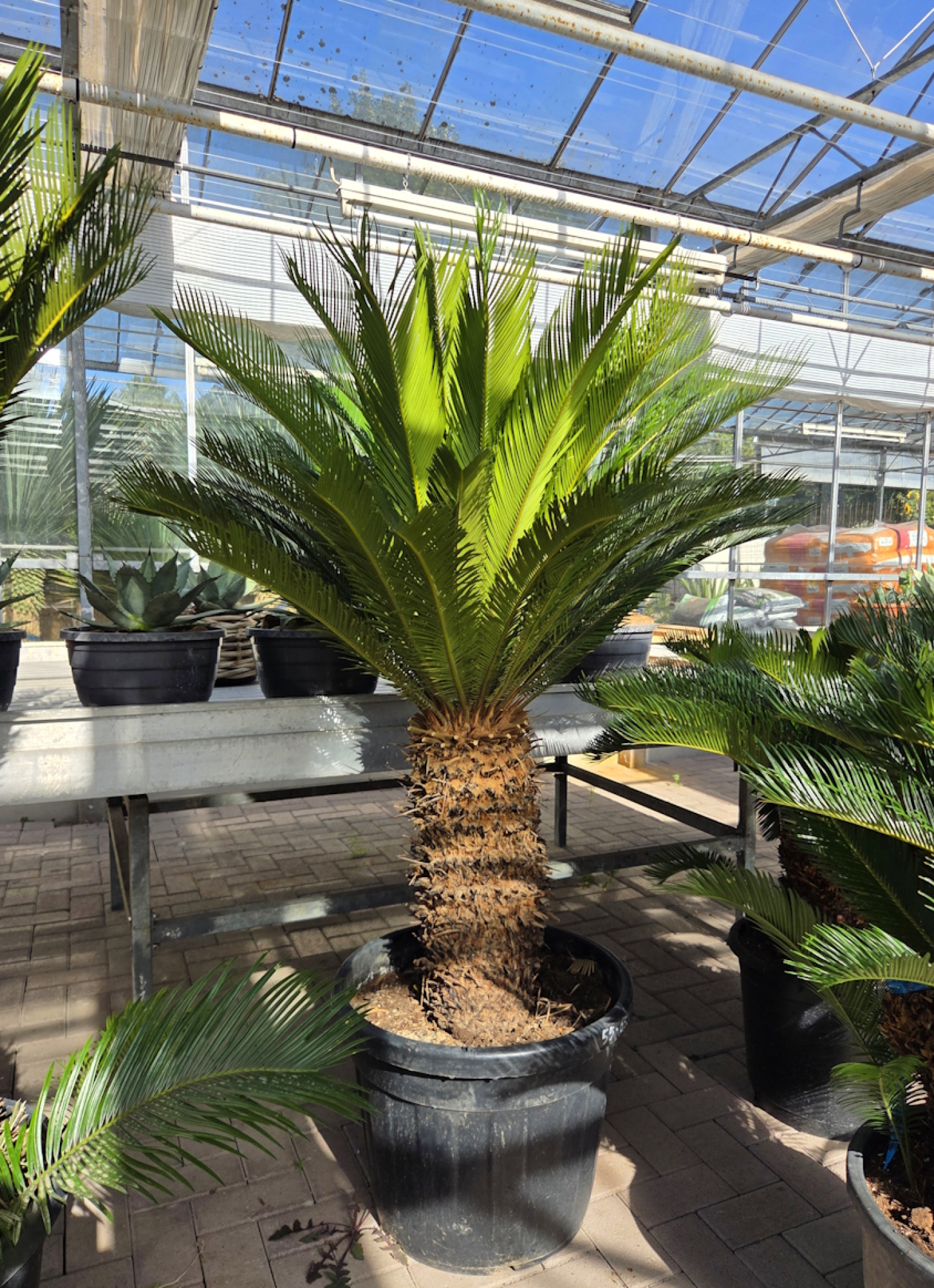 Cycas-Revoluta-4