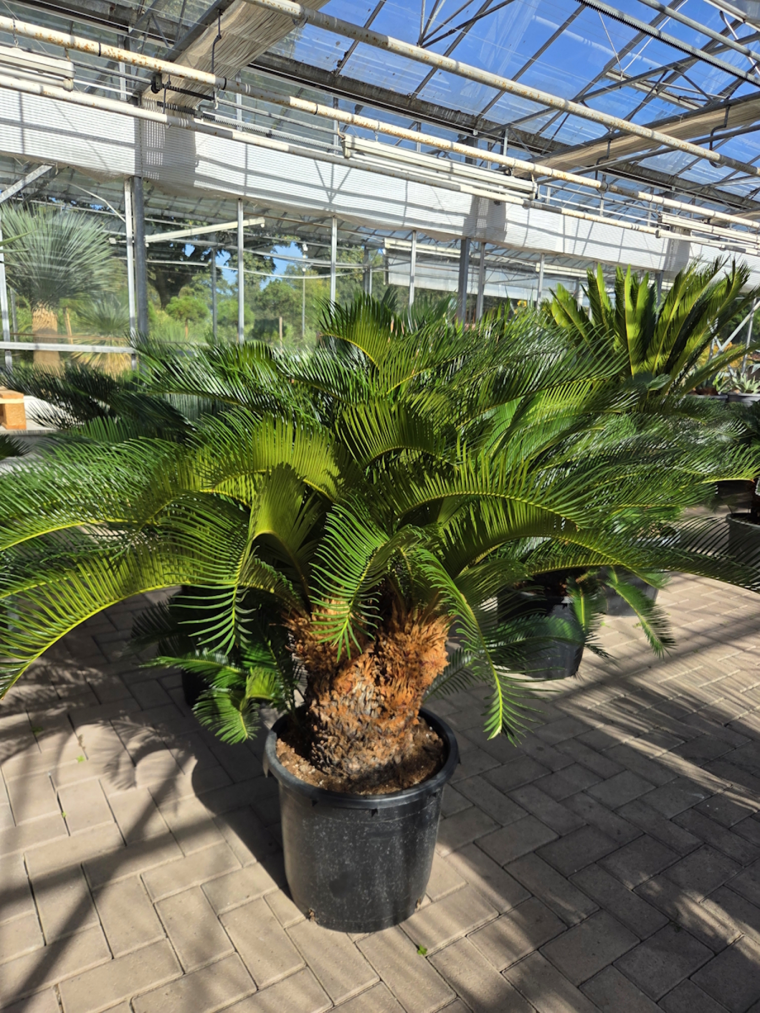 Cycas Revoluta 130 cm - mit drei köpfen - Japanische Sagopalme Nr.5