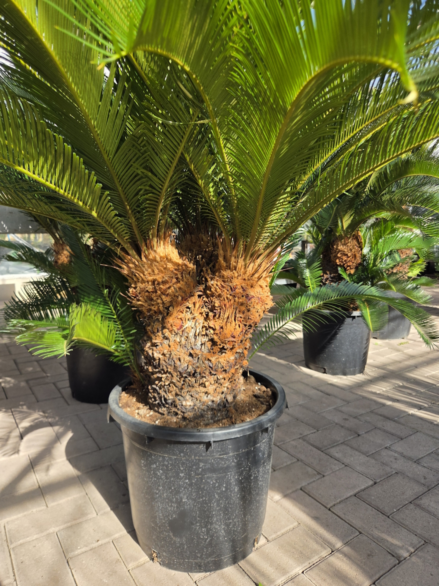 Preview: Cycas Revoluta 130 cm - mit drei köpfen - Japanische Sagopalme Nr.5