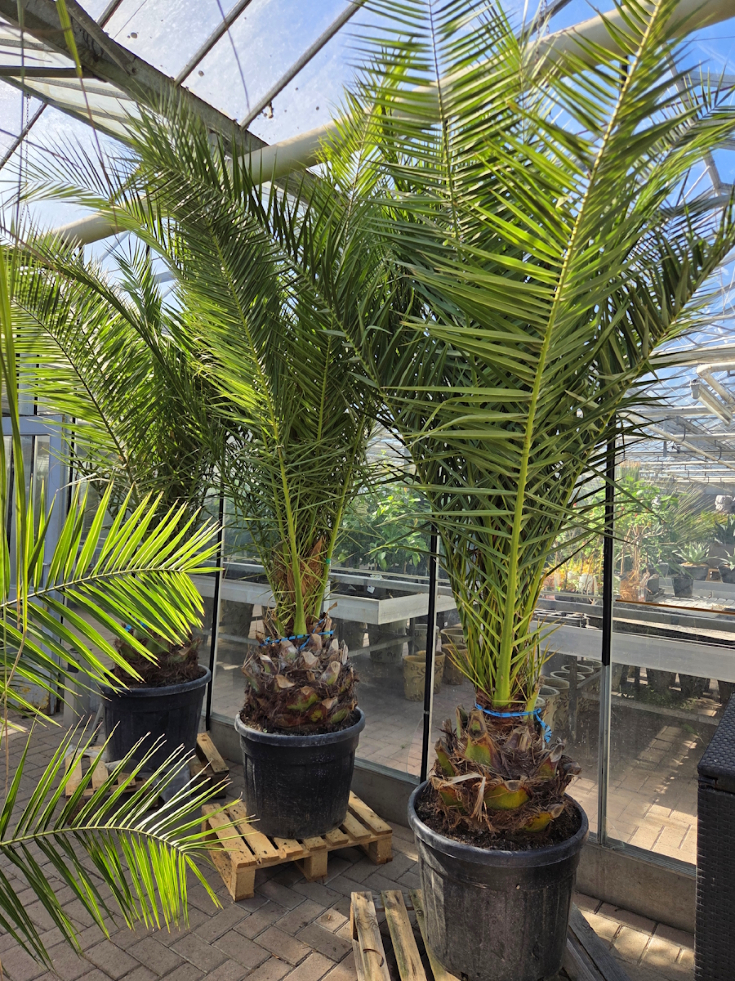Phoenix-Canariensis-300