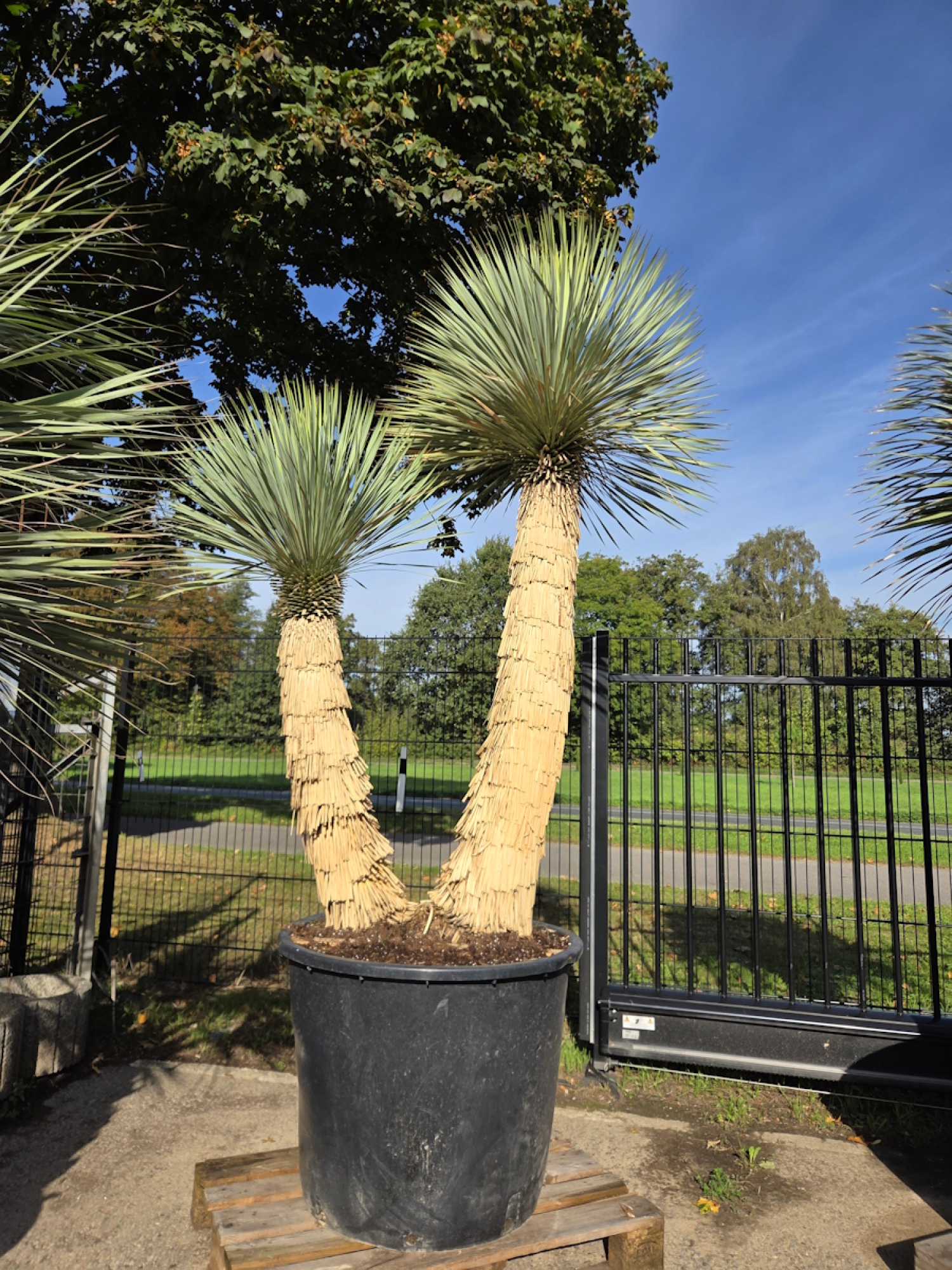 Yucca-Rostrata-46