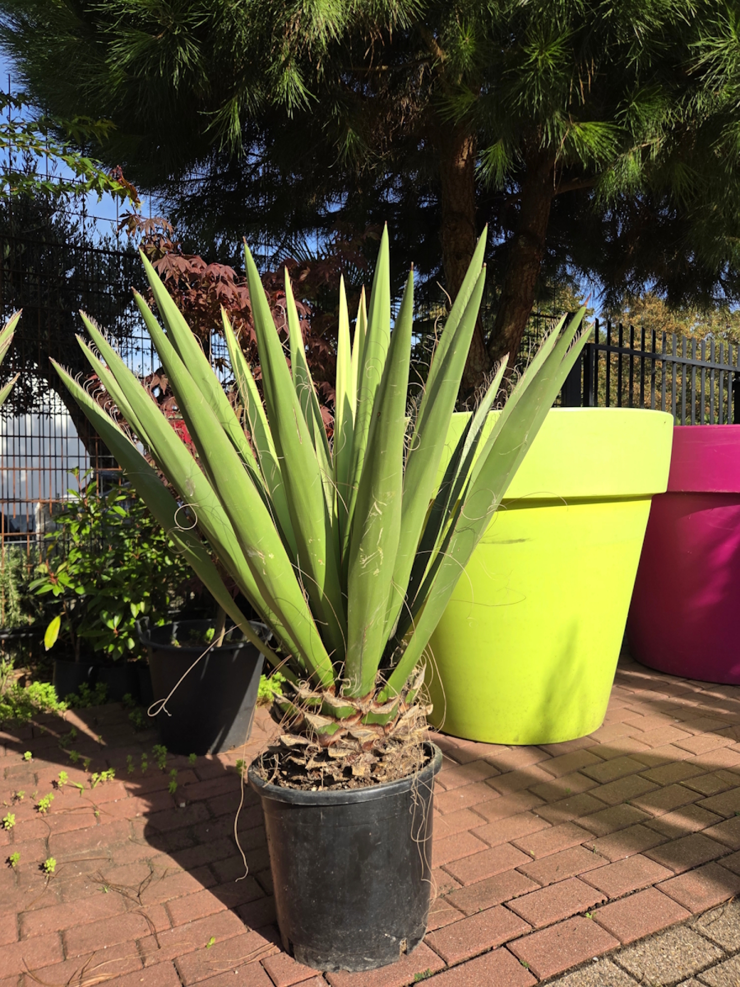 Yucca-Faxoniana-1