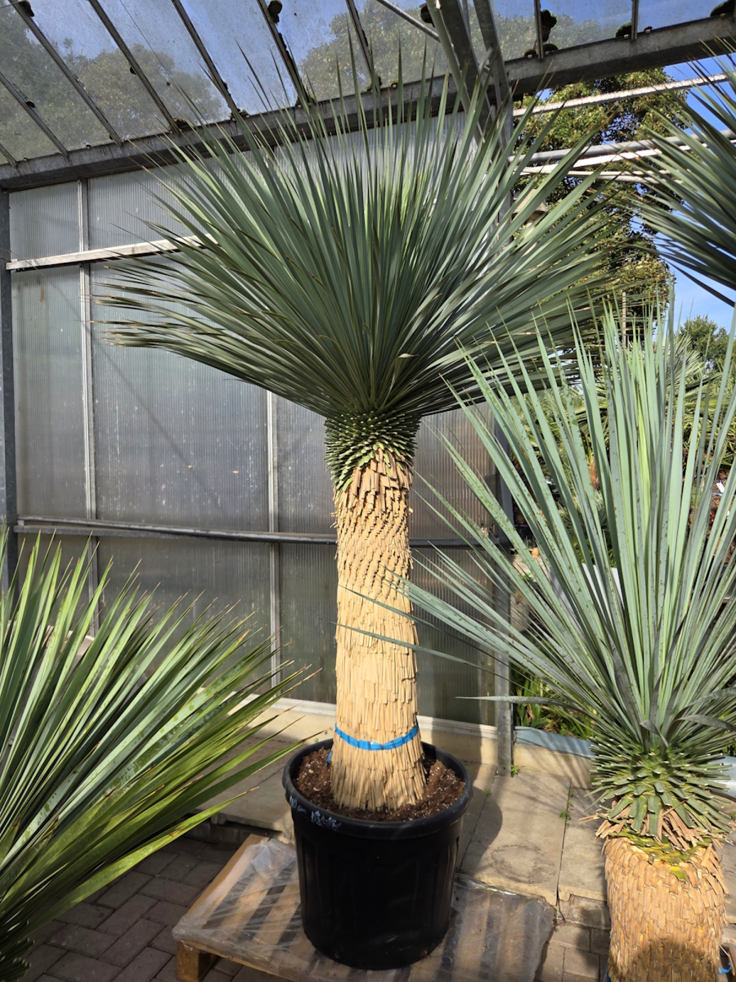 Preview: Yucca Rostrata 230 cm - genau den im Bild mit der Nr.47