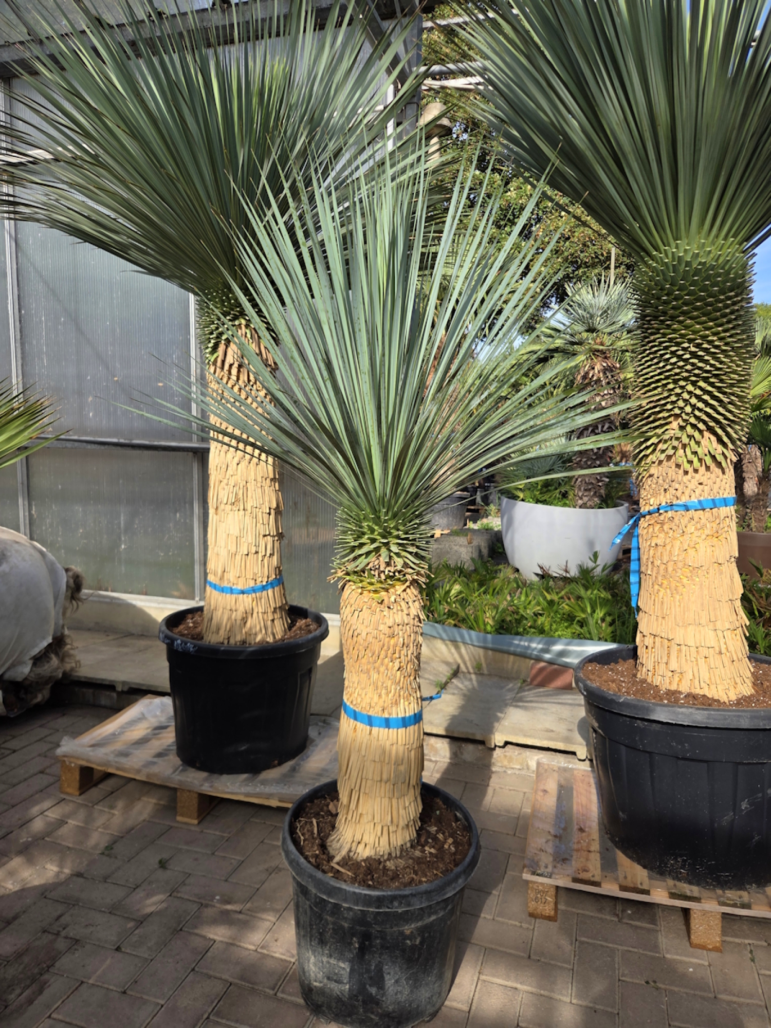 Preview: Yucca Rostrata 185 cm - genau den im Bild mit der Nr.48