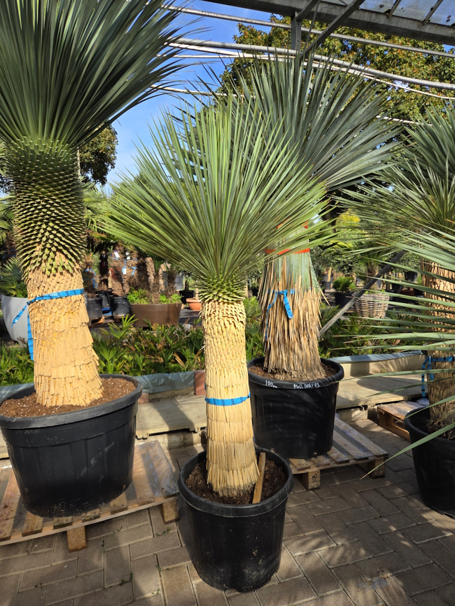 Preview: Yucca Rostrata 180 cm - genau den im Bild mit der Nr.50