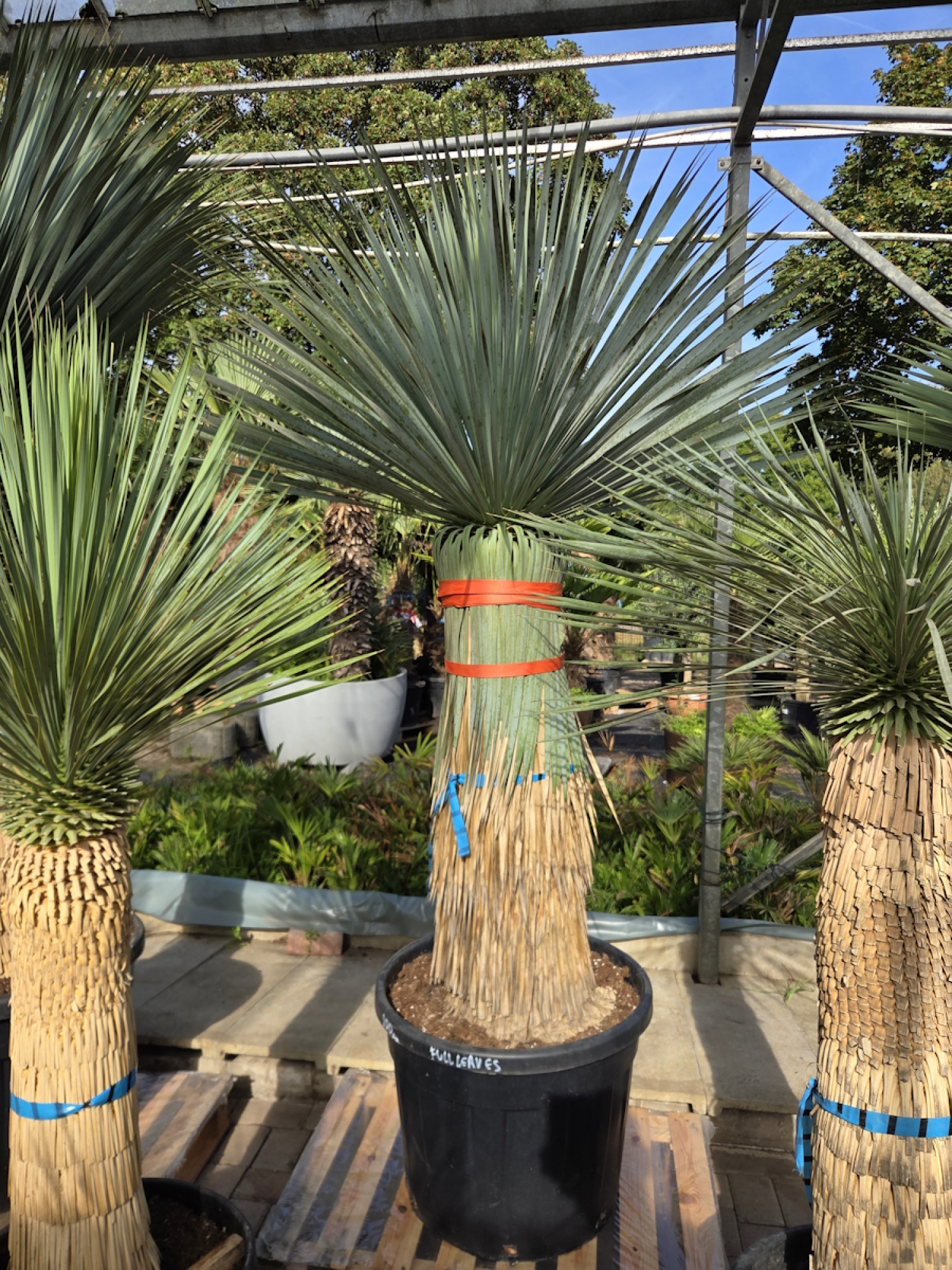 Preview: Yucca Rostrata 210 cm - genau den im Bild mit der Nr.51