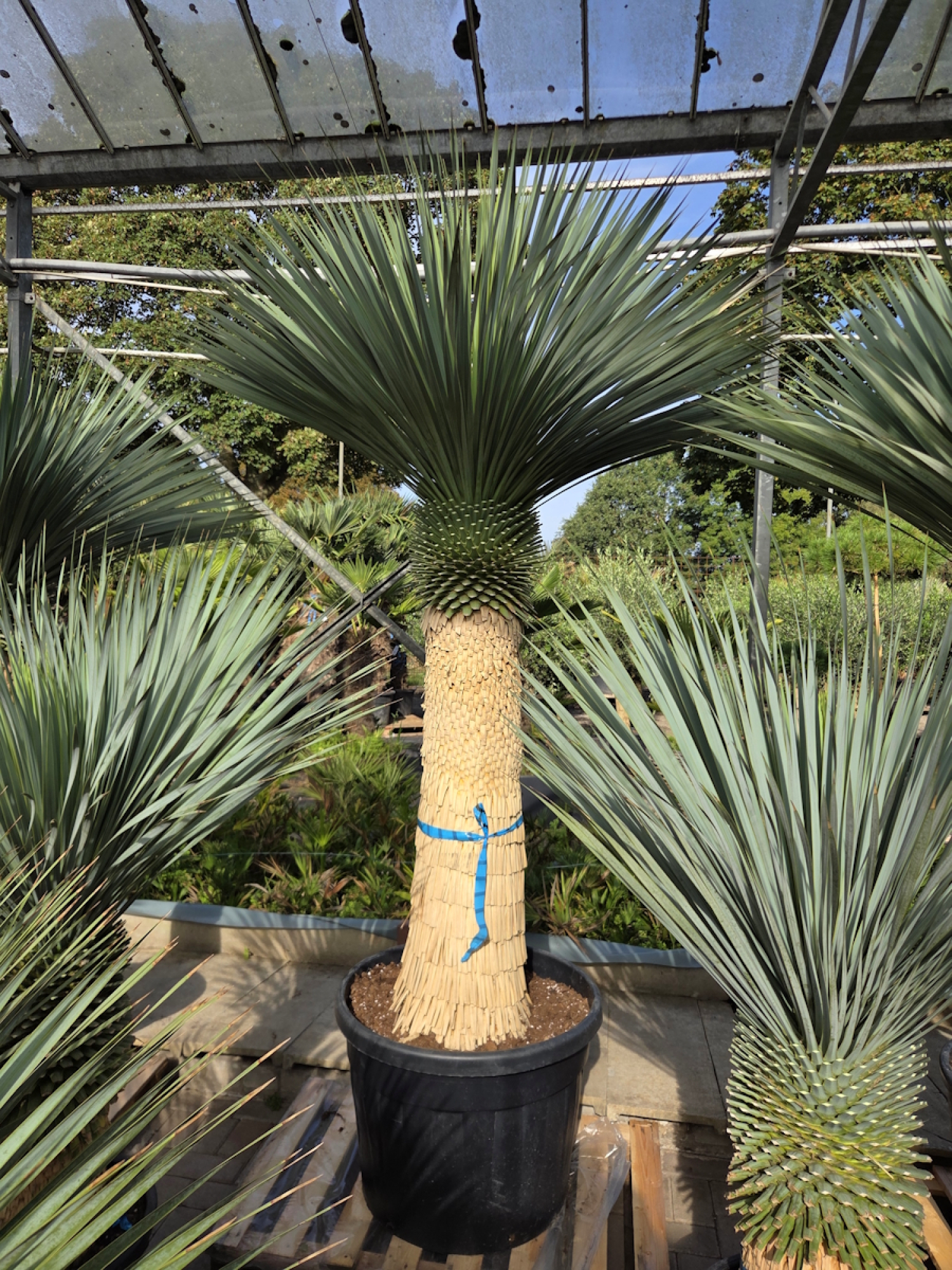 Yucca-Rostrata-Nr-55