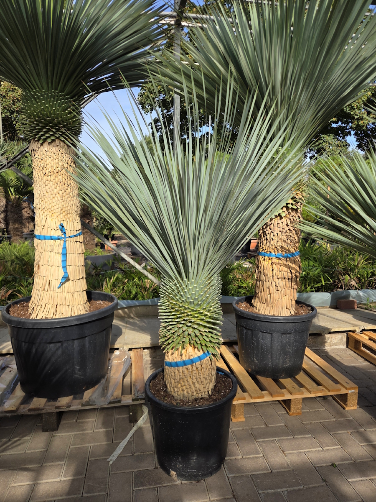 Preview: Yucca Rostrata 165 cm - genau den im Bild mit der Nr.56