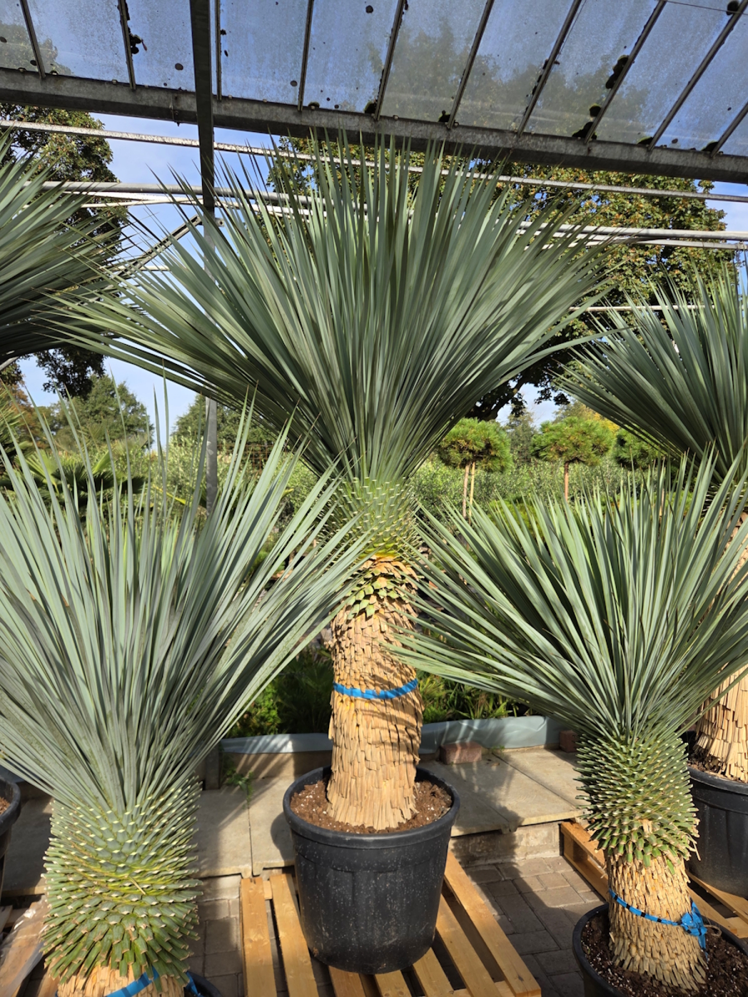 Yucca-Rostrata-Nr-57