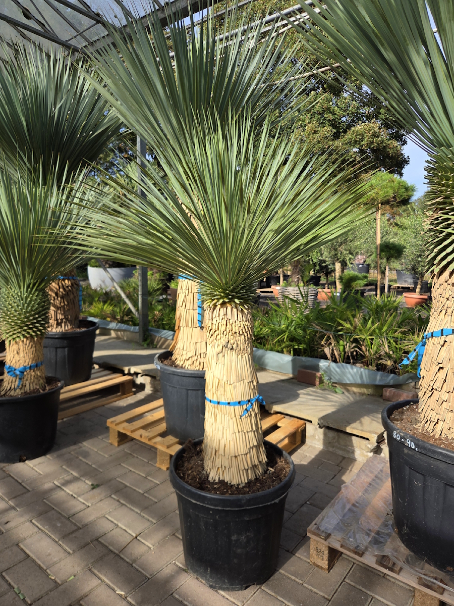 Yucca-Rostrata-Nr-60