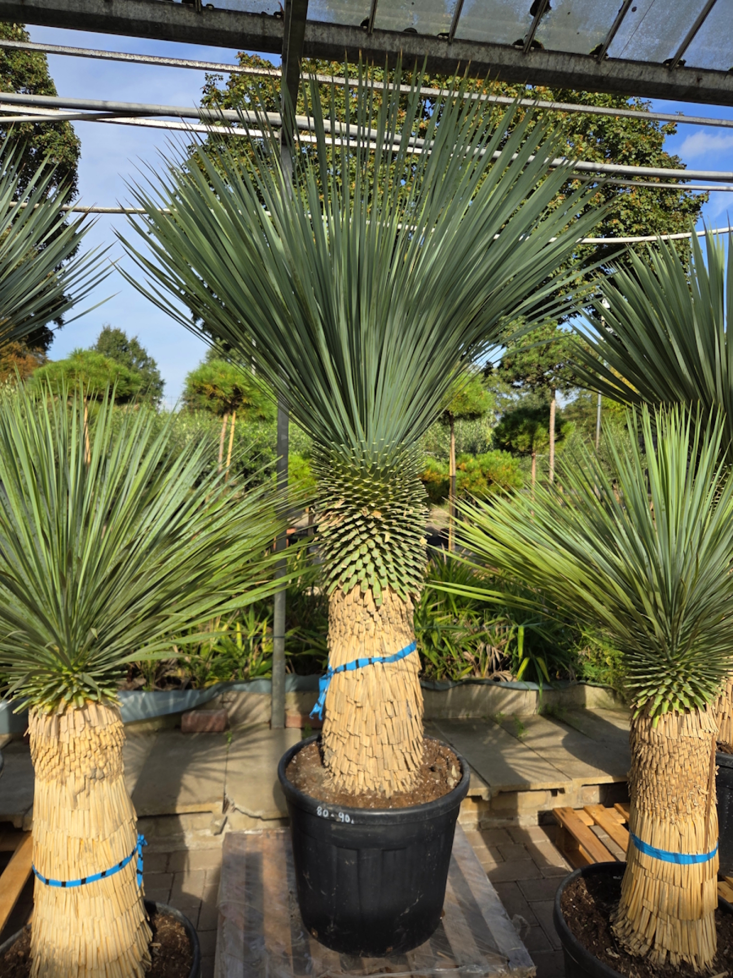 Preview: Yucca Rostrata 215 cm - genau den im Bild mit der Nr.61