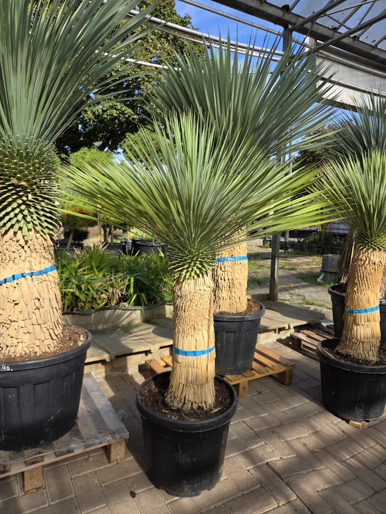Yucca-Rostrata-Nr-62