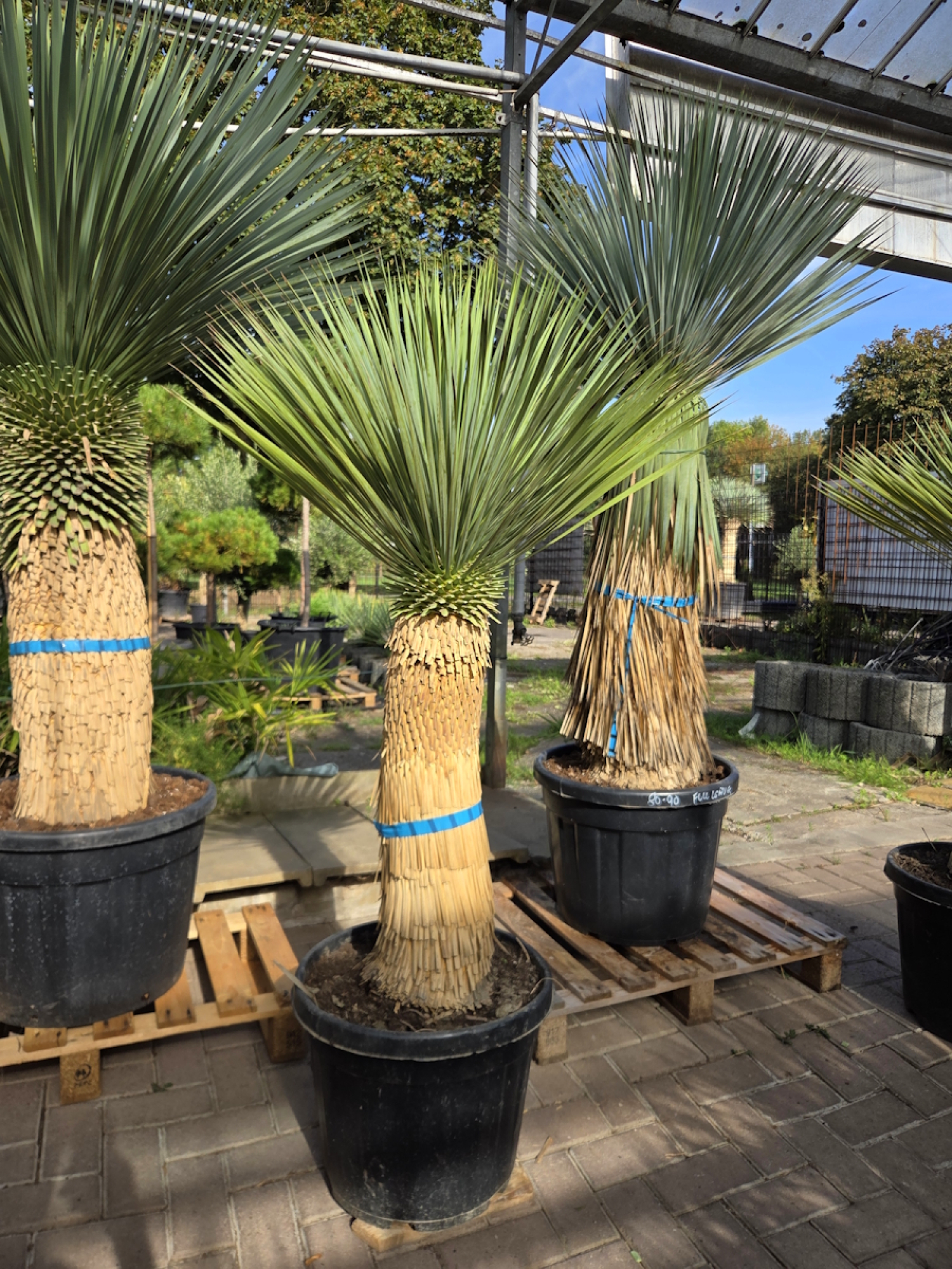 Yucca-Rostrata-Nr-64