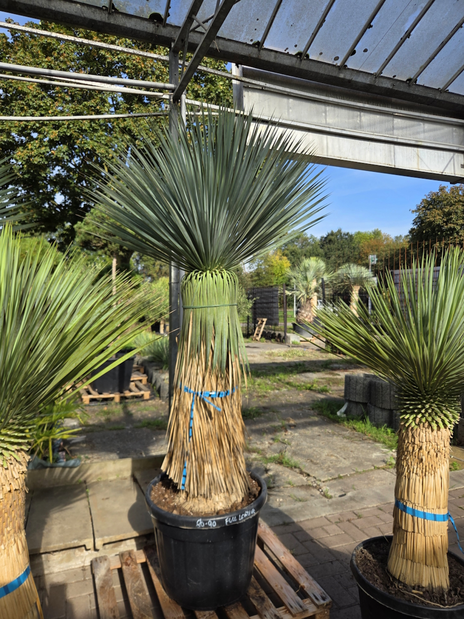 Yucca-Rostrata-Nr-65