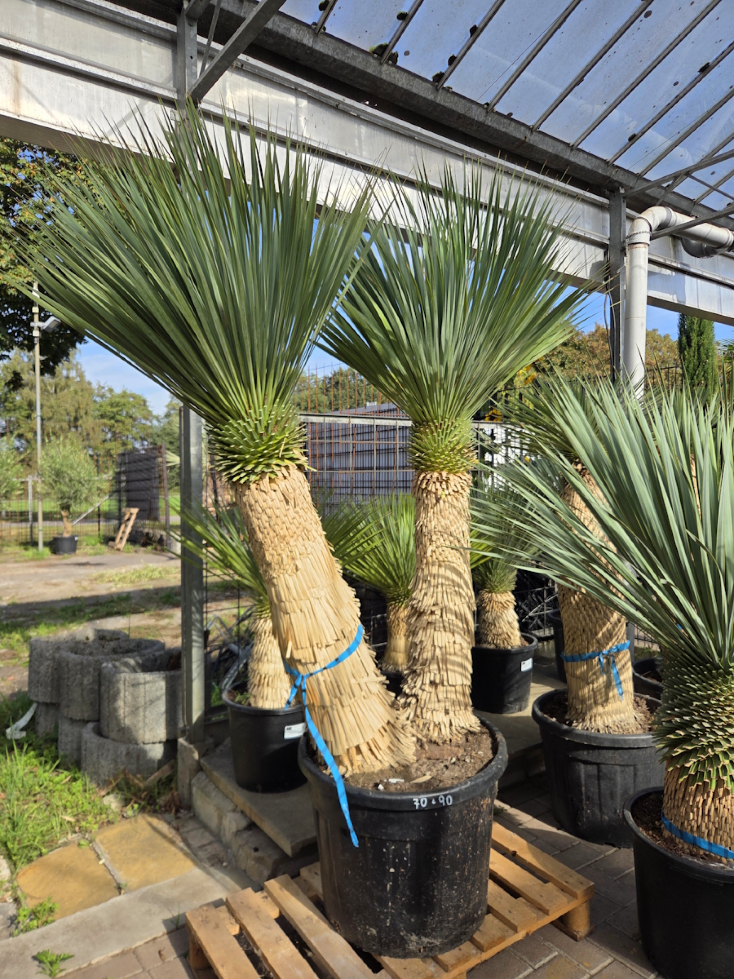 Yucca-Rostrata-Nr-67