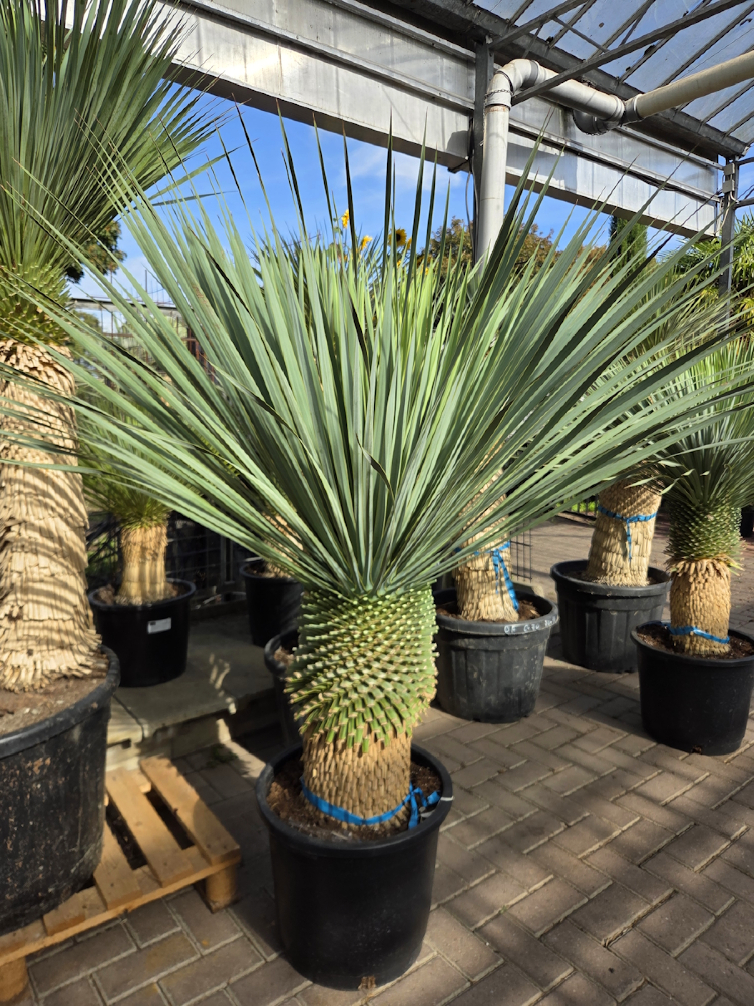 Yucca-Rostrata-Nr-68