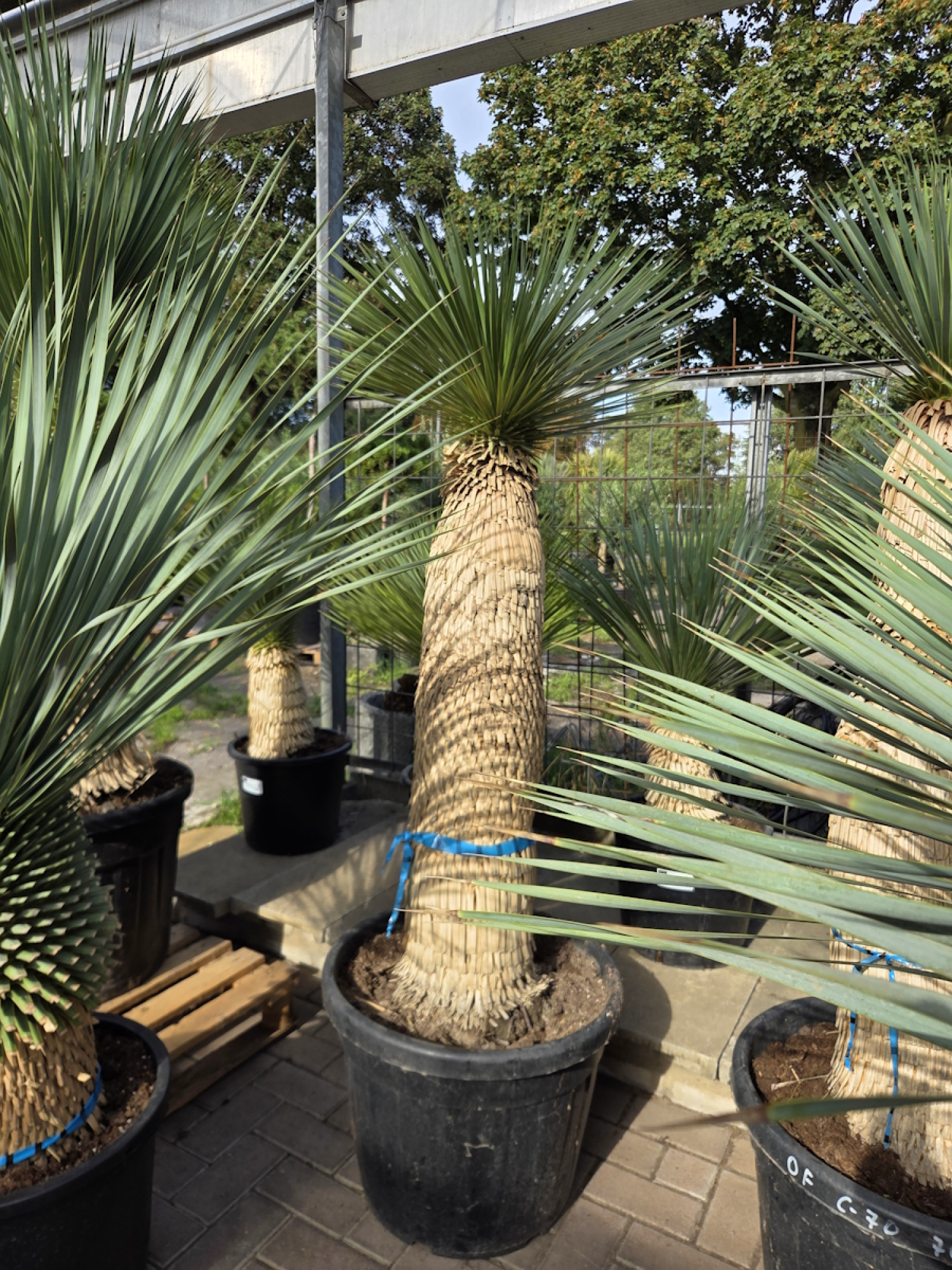 Yucca-Rostrata-Nr-69