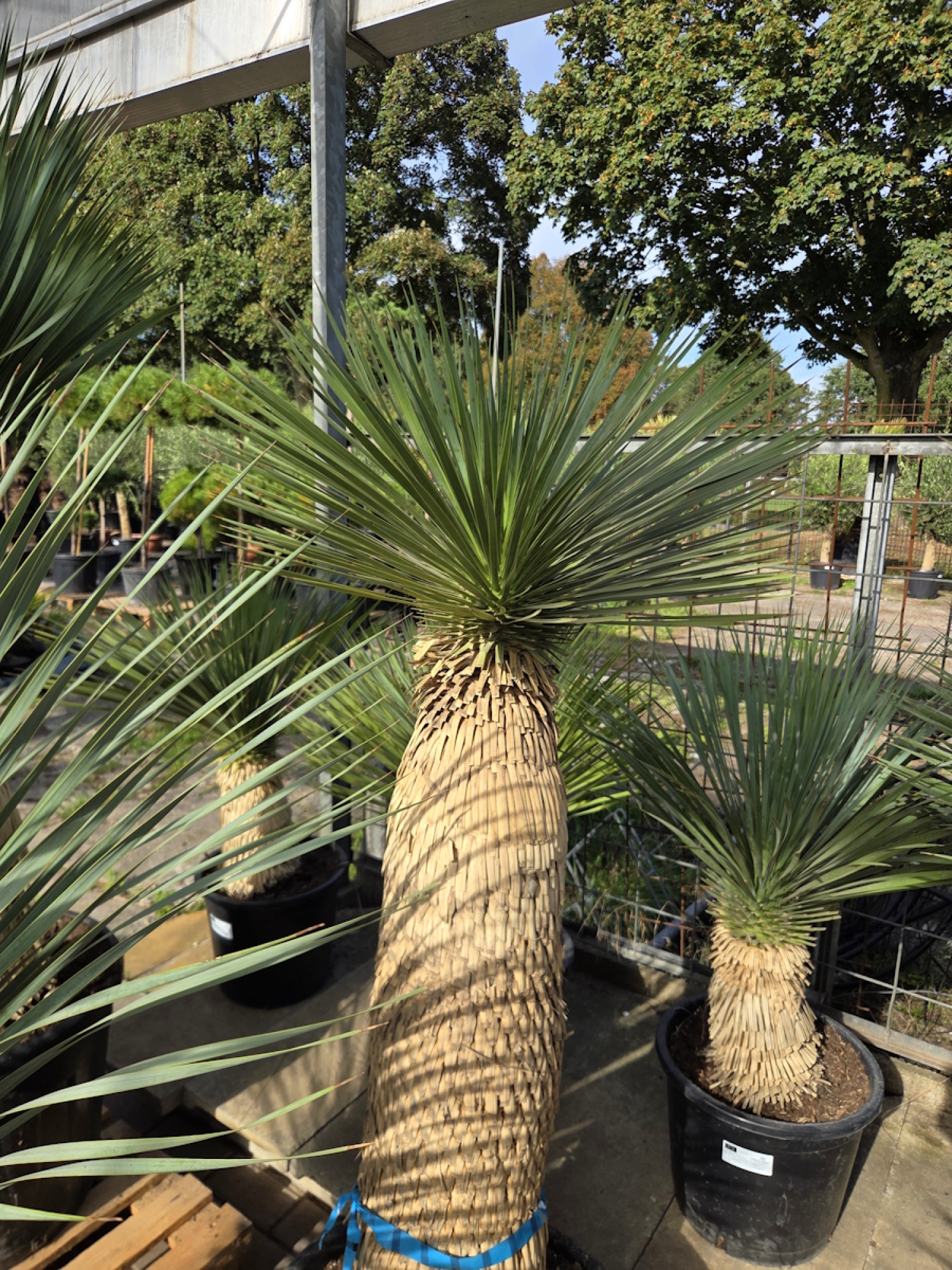 Preview: Yucca Rostrata 175 cm - genau den im Bild mit der Nr.69