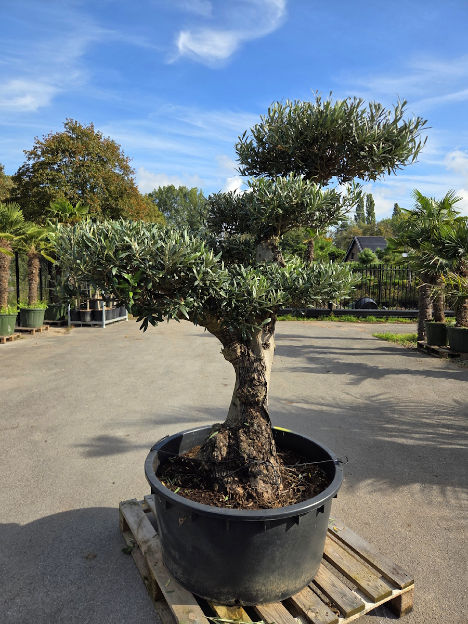 Preview: Olivenbaum Bonsai 80 Jährig als Pompon - Nr.241