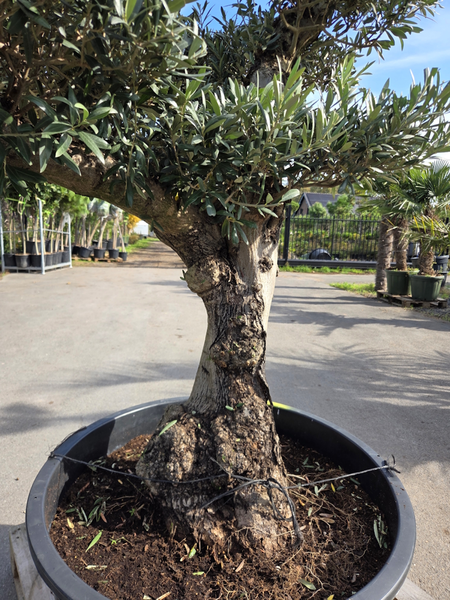 Preview: Olivenbaum Bonsai 80 Jährig als Pompon - Nr.241
