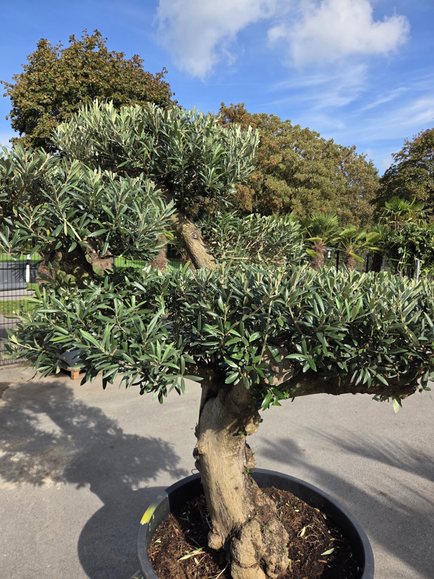 Preview: Olivenbaum Bonsai 80 Jährig als Pompon - Nr.241