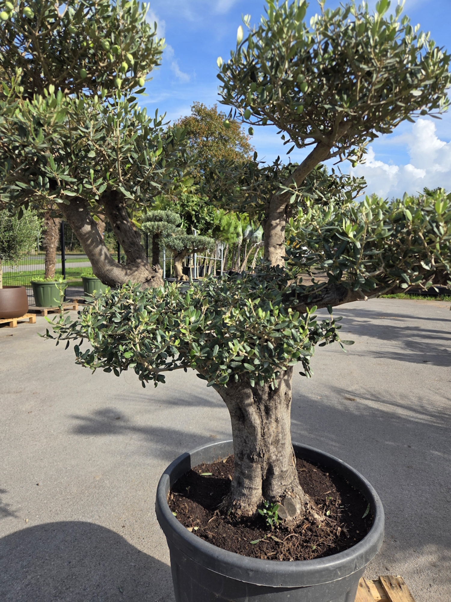 Preview: Olivenbaum Bonsai 50 Jährig als Pompon - Nr.240